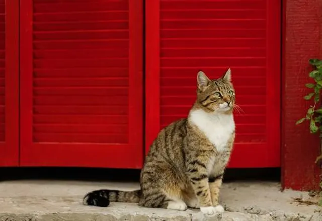 Exotic Zoo Wildlife Park