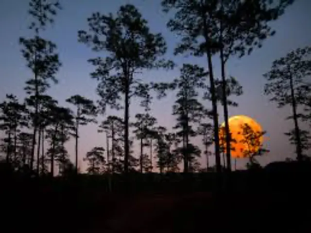 Hitchcock Woods Foundation