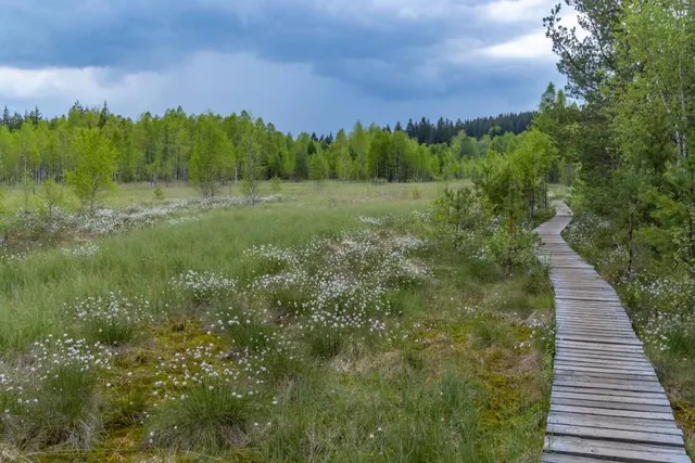 Soumarské rašeliniště