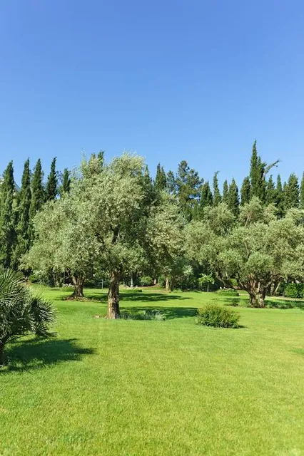Olive Grove Park