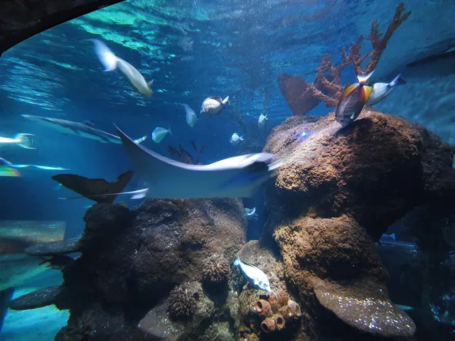Sea Life Chessington World of Adventures Resort