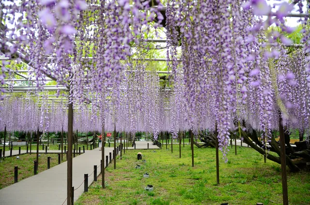 Gomangoku Wisteria
