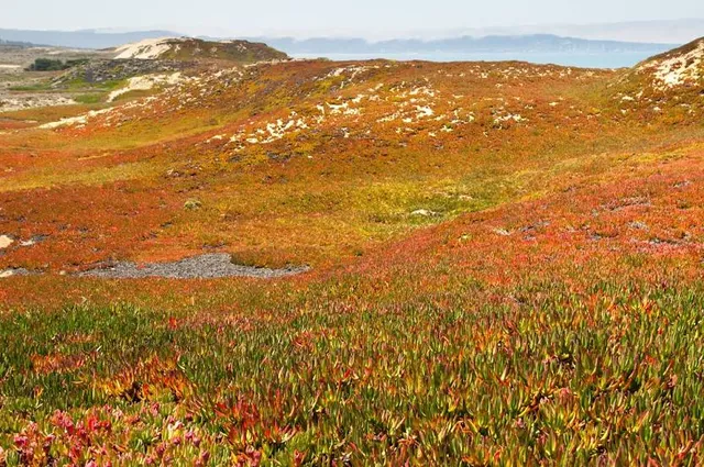 Fort Ord Dunes State Park
