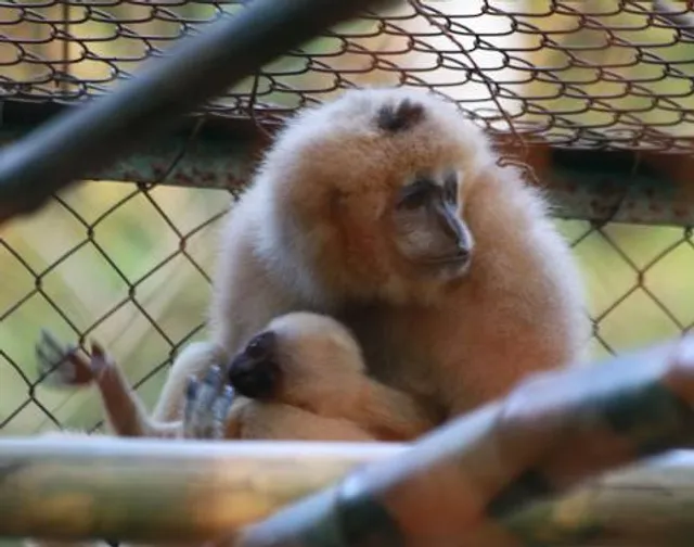 Endangered Primates Rescue Center