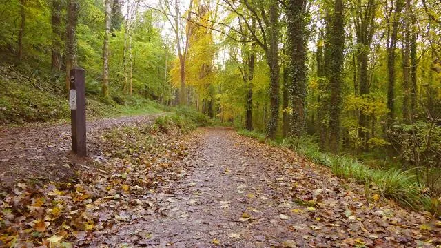 Glenarm Forest