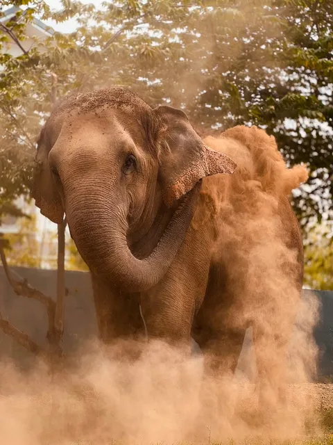 Baan Mama Elephant