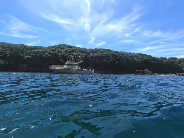 Diveworks Charters: Dolphin and Seal Encounters