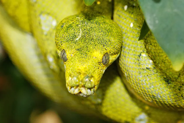 Schlangen Zoo Eschlikon