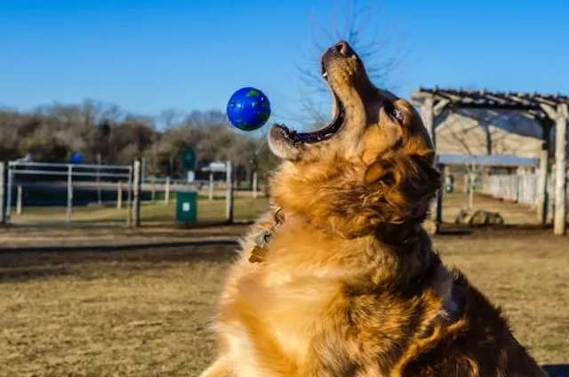 Round Rock Dog Depot