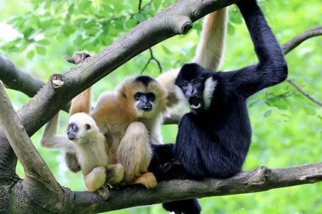 Gibbon Conservation Center