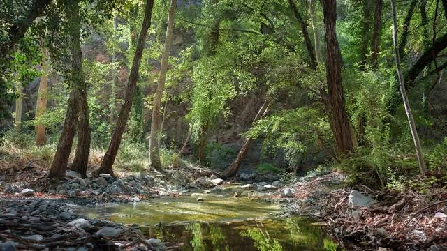 Paphos Forest