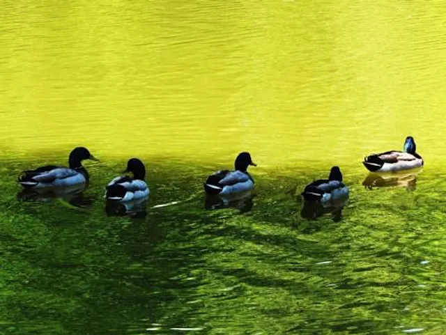 Edisto Memorial Gardens