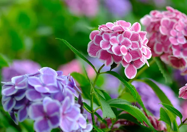 Asagawakahannetaro Park