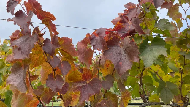 Paradisos del Sol Winery and Organic Vineyard