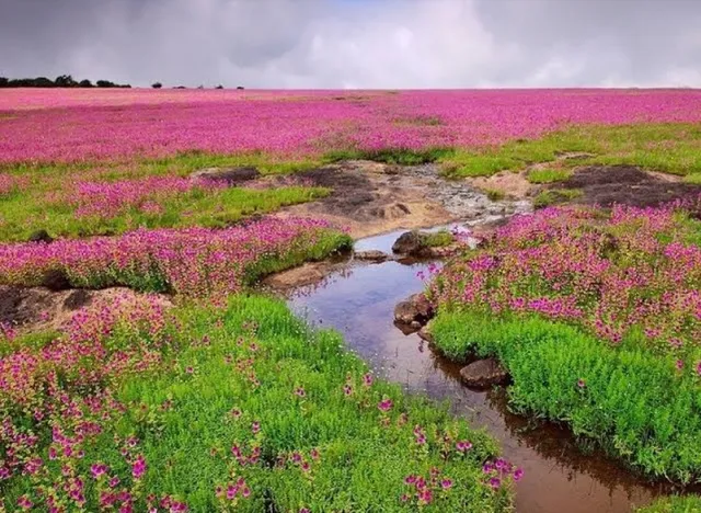 Kaas Pathar / Plateau