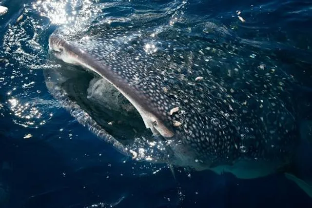Whale Shark Gorontalo