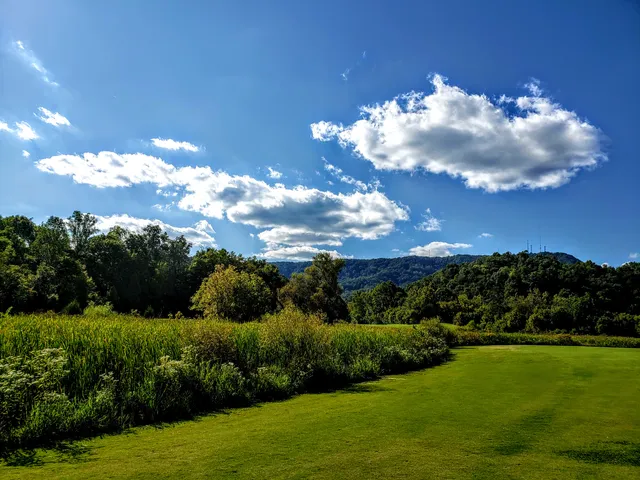 Cattails at MeadowView Golf Course