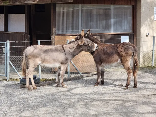 Kinderzoo im Dählhölzli Zoo