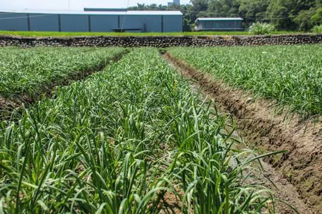 TaiSugar Nanzhou Refinery