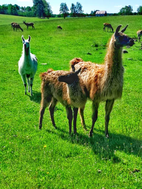 Wyciąg narciarski Okrągłe