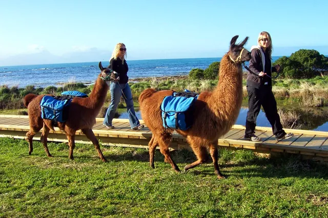 Kaikoura Llama Trekking