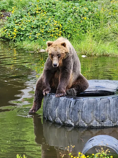 Fortress of the Bear