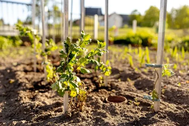 Buried houses of Mt. Unzen eruption preservation park