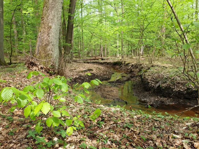 Rezerwat przyrody Łęka