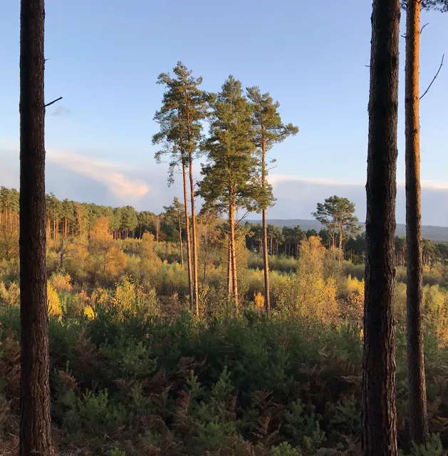 Parking layby for RSPB Farnham Heath