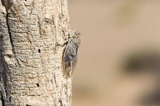 Al Saleel National Park