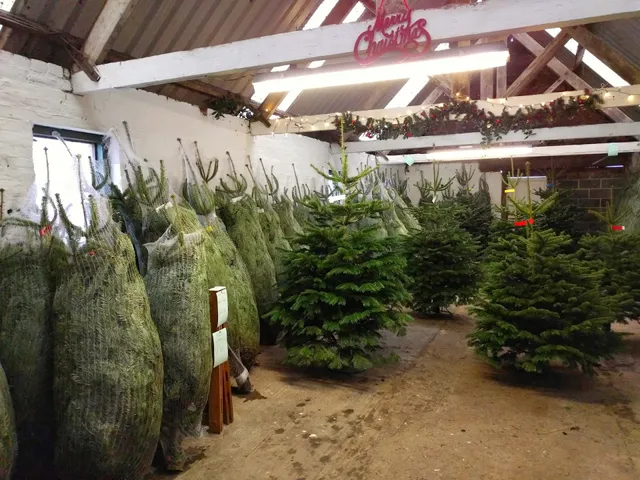 East Grange Christmas Trees