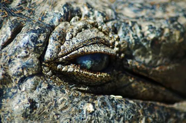 Thaba Kwena Crocodile Farm