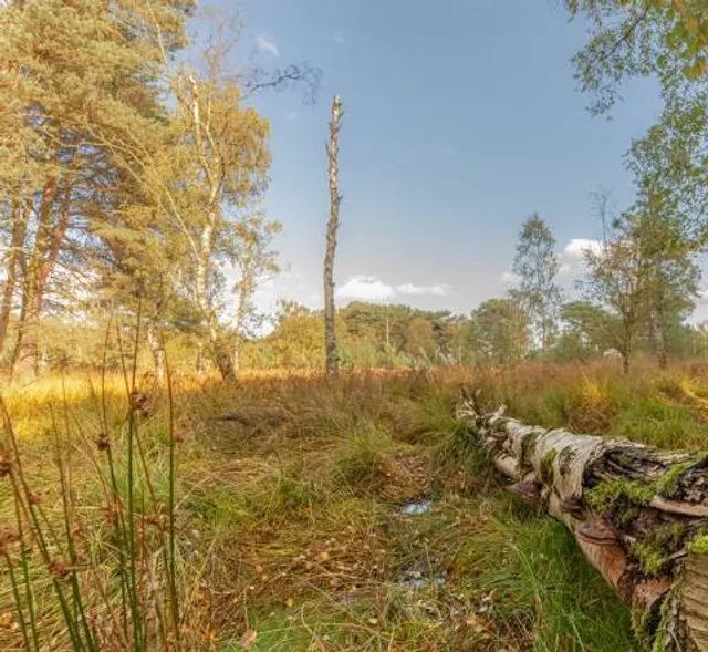 YWT Strensall Common
