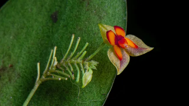 Jardín de Orquídeas Monteverde
