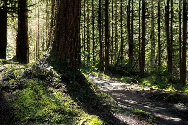 Lower Seymour Conservation Reserve