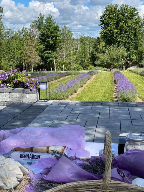 Lavender Queen Lavender Farm