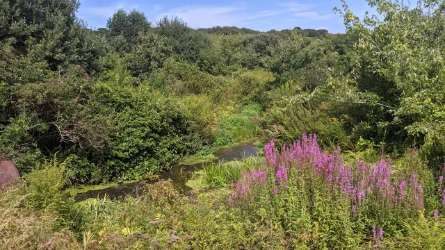 Robert F. Smith Cold Brook Preserve
