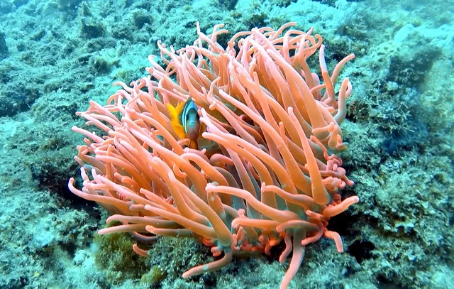 DUNE Nosy Be - SAKALAV' Madagascar DIVING CENTER