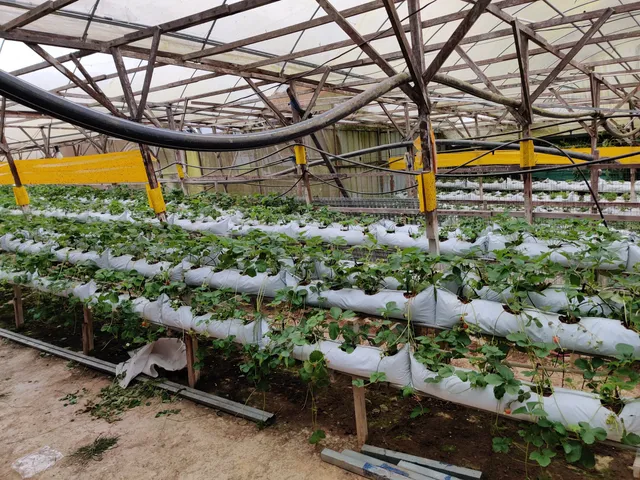 Healthy Strawberry Farm, Brinchang, Pahang.