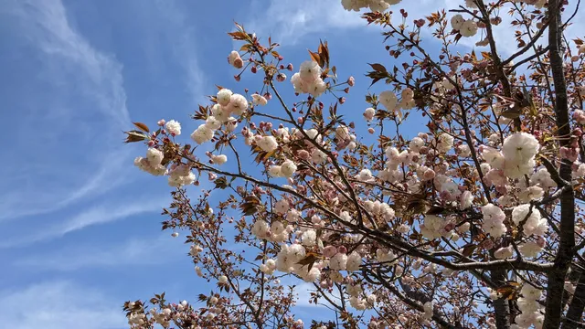 Honmyo River Cherry Blossom Levee