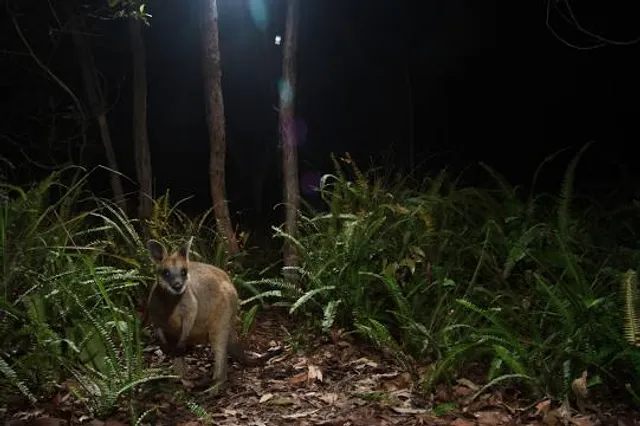 Raven Street Reserve