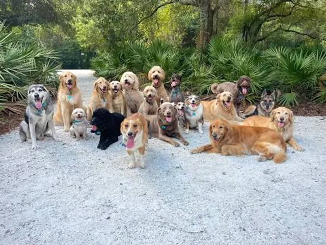 Enterprise Dog Park