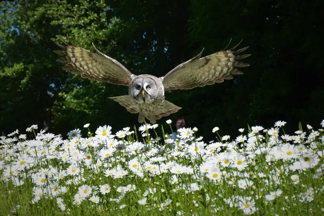 Stichting Wings of Change