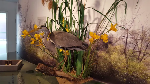 Fluvius - Museum Fluss und Teich