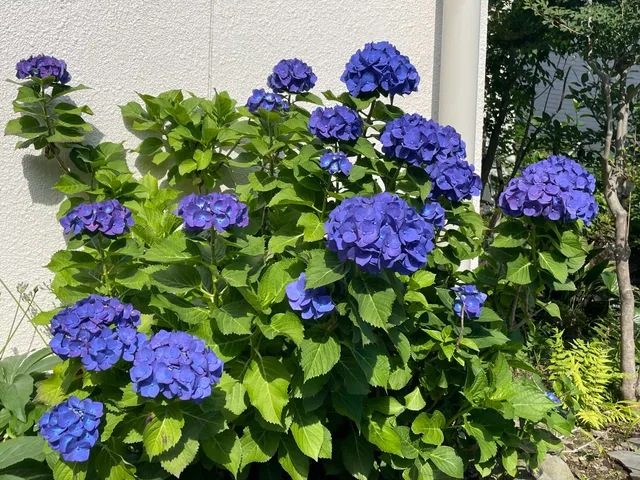 サイタマケンコウエンリョクチキョウカイ