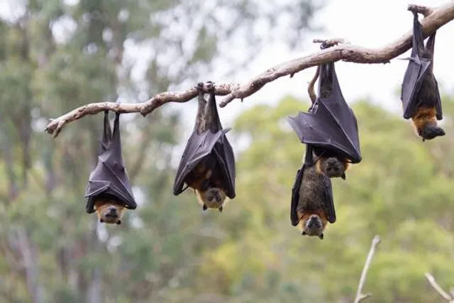 Lubee Bat Conservancy