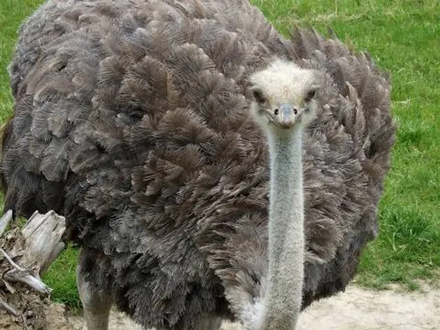 Пристолична сільська громада