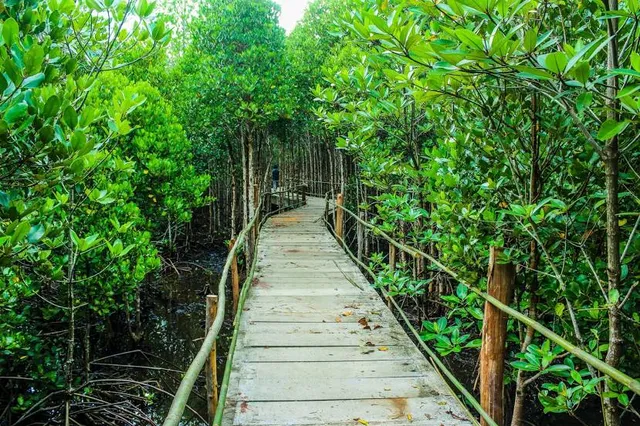 Taman Wisata Alam Mangrove Angke Kapuk