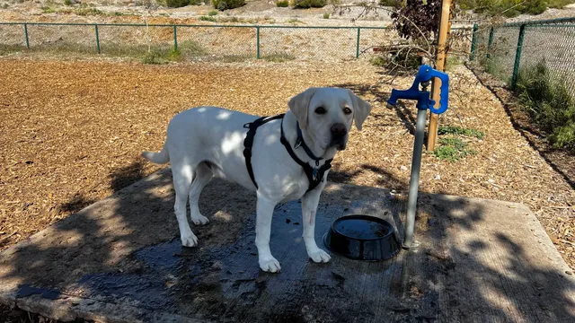 MacKay Park Bark Park