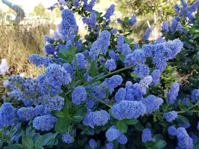 Rancho San Ramon Community Park